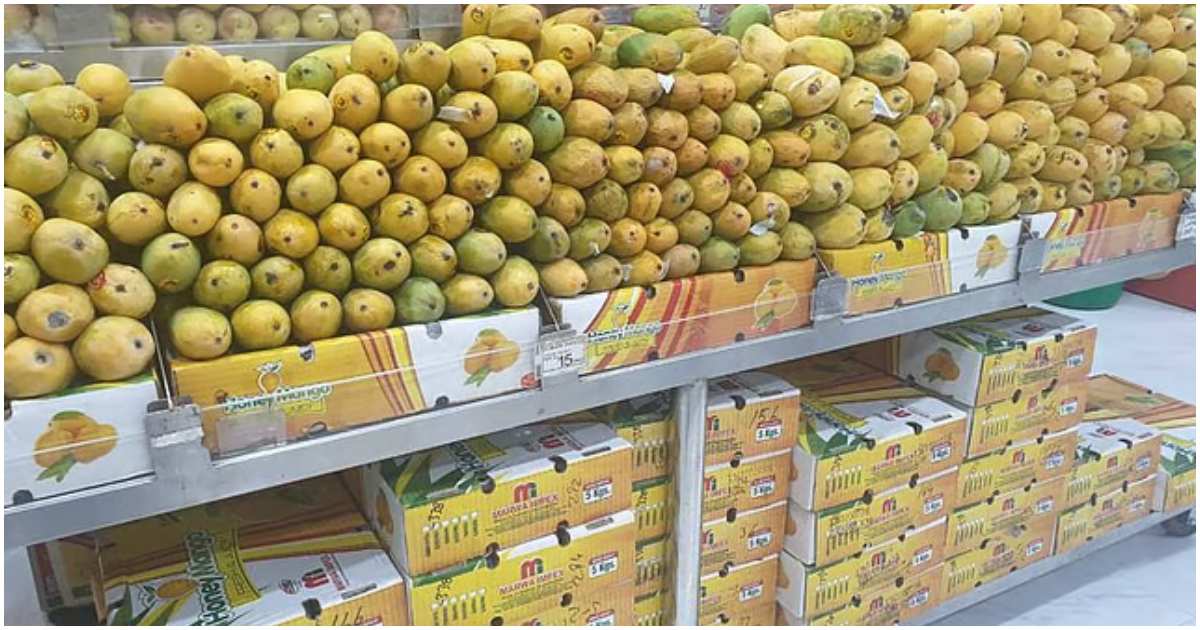 নানা জাতের পাকিস্তানি আম যায় আমিরাতে। ছবি: গালফ নিউজ